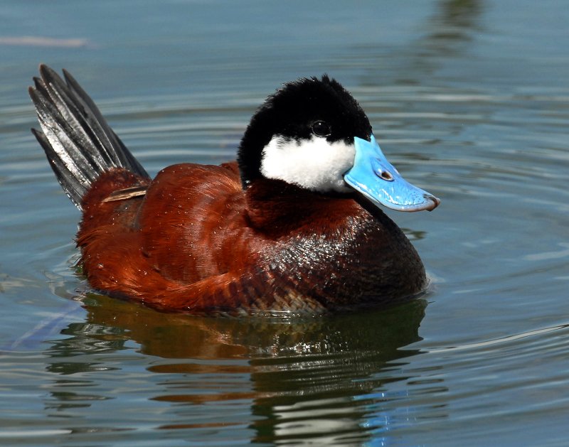 Duck Flying