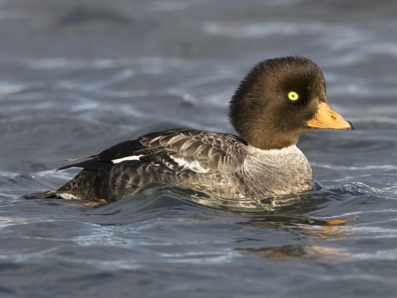 Duck in Pool