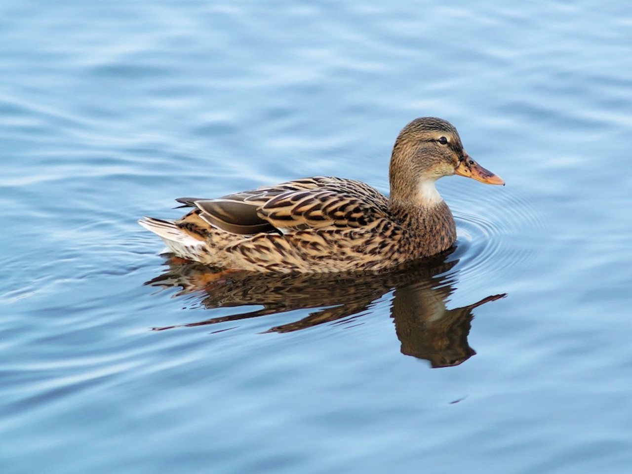 Duck Sitting in pond