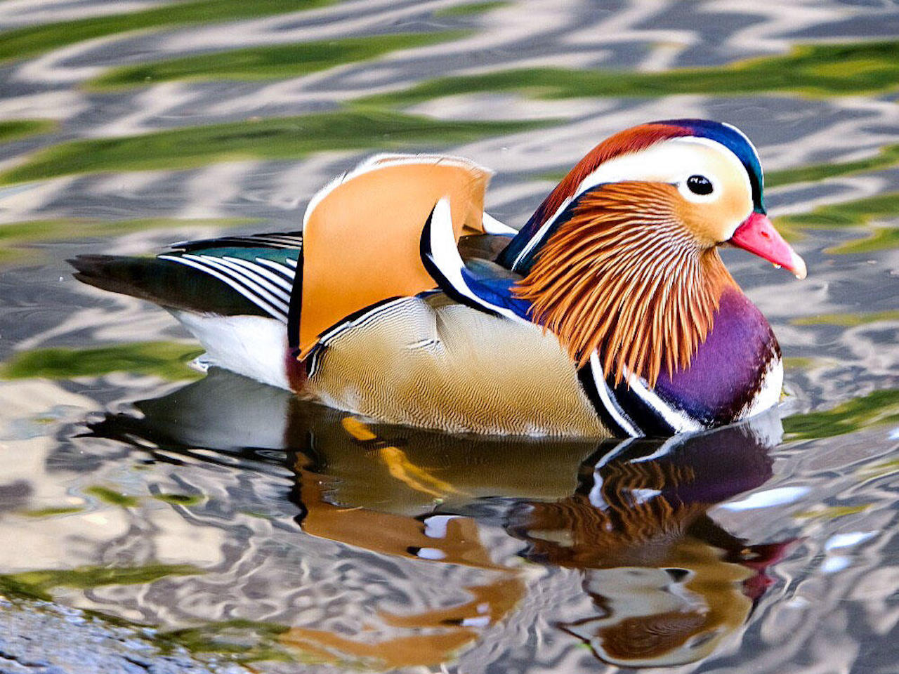 Duck sitting in pond